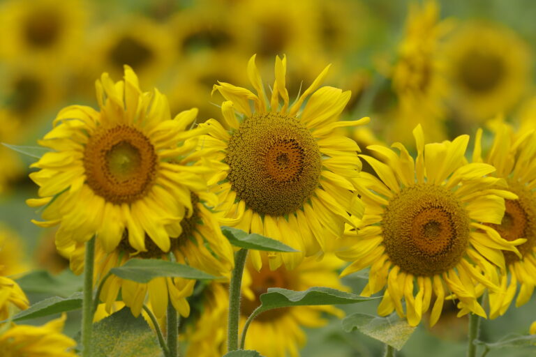 Tournesol